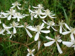 Clematis lathyrifolia