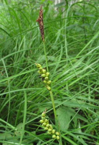 Carex vaginata