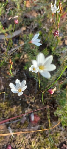 Strumaria spiralis