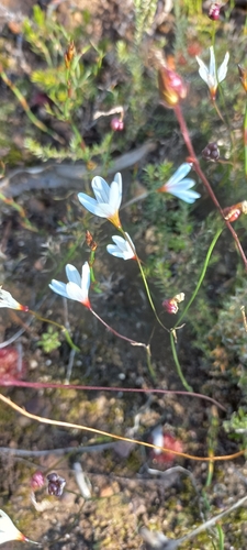 Strumaria spiralis