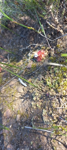 Strumaria spiralis