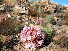 Brunsvigia bosmaniae
