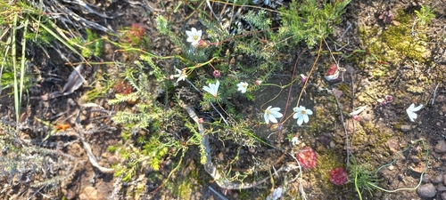 Strumaria spiralis