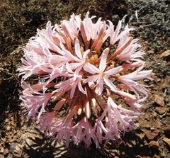Brunsvigia bosmaniae