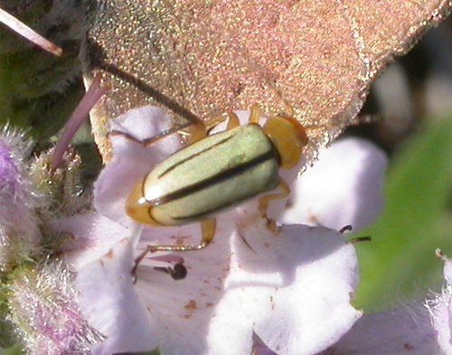 Triarius melanolomatus