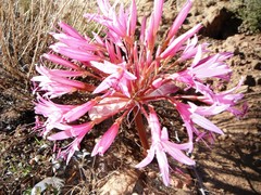 Brunsvigia bosmaniae