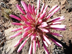 Brunsvigia bosmaniae
