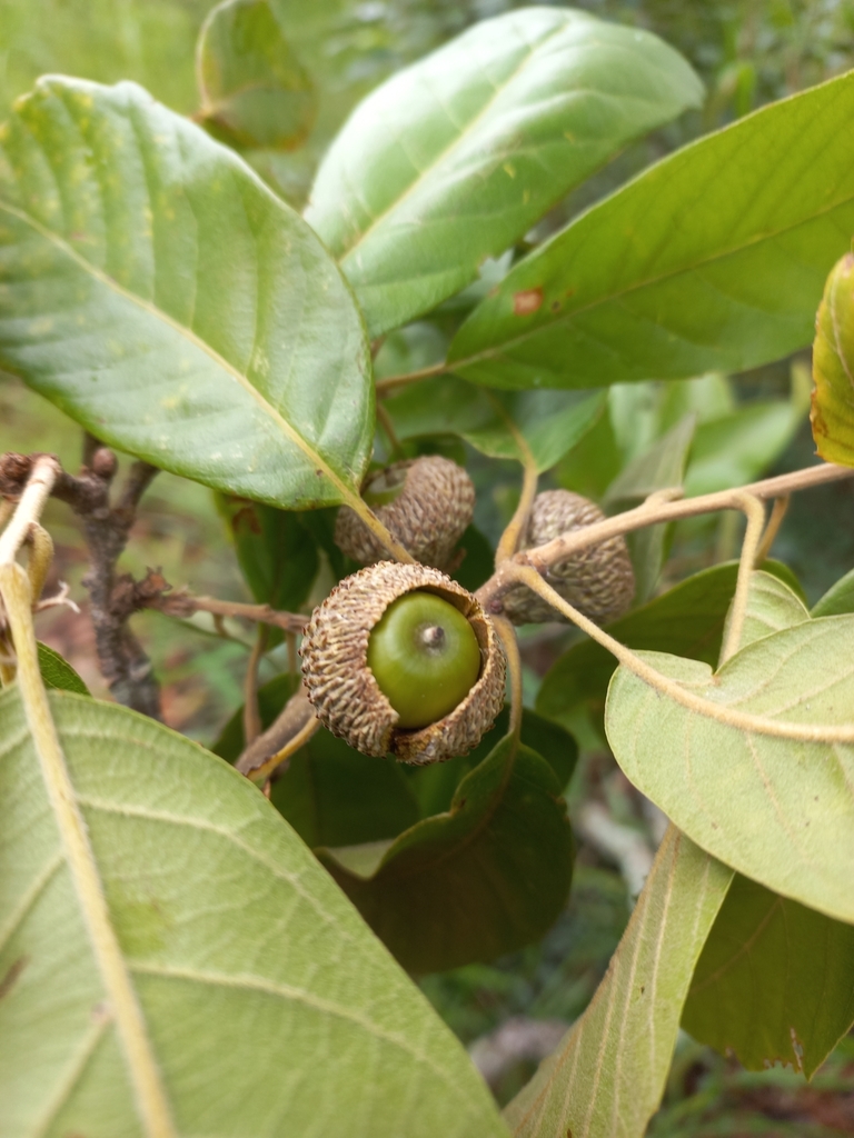Quercus kingiana (Quercus kingiana)