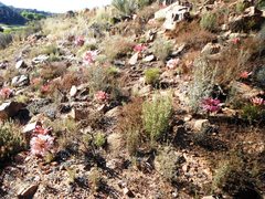 Brunsvigia bosmaniae