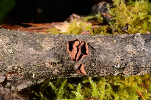 Encoelia tiliacea image