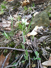 Antennaria neglecta