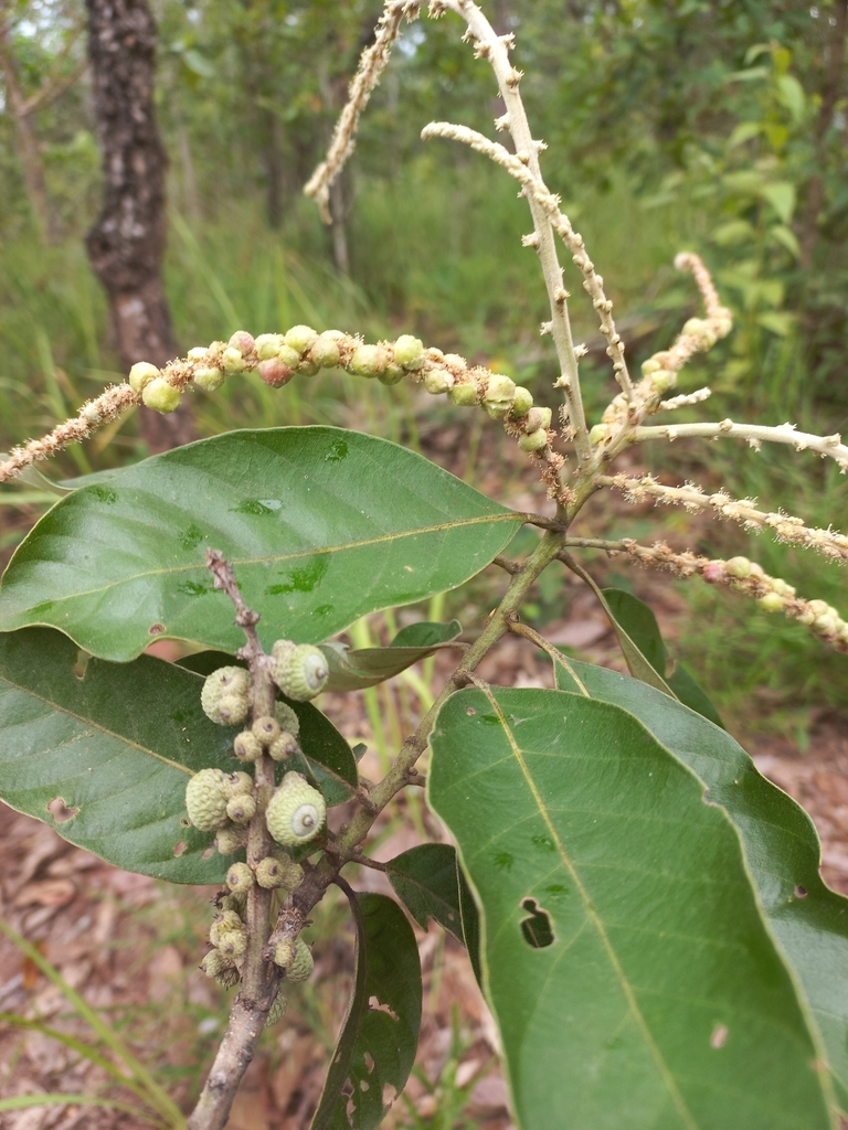 Lithocarpus mekongensis (Lithocarpus mekongensis)