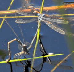 Lestes tridens