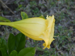 Solandra