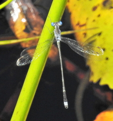 Lestes tridens