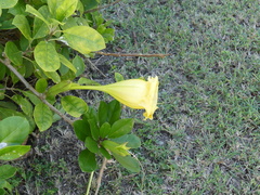 Solandra