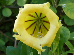 Solandra