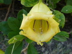 Solandra