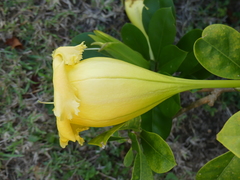 Solandra