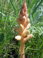 Orobanche alba