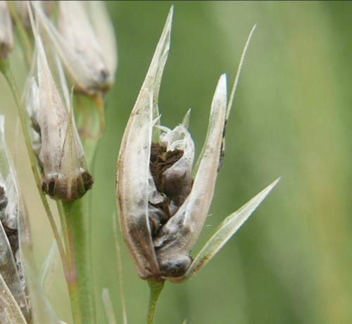 Ustilago perennans