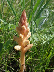 Orobanche alba