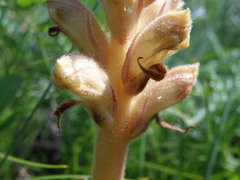 Orobanche alba