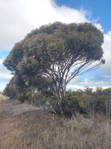 Eucalyptus goniocarpa