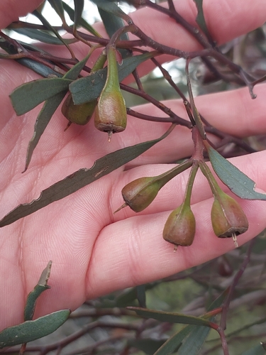 Eucalyptus goniocarpa 2