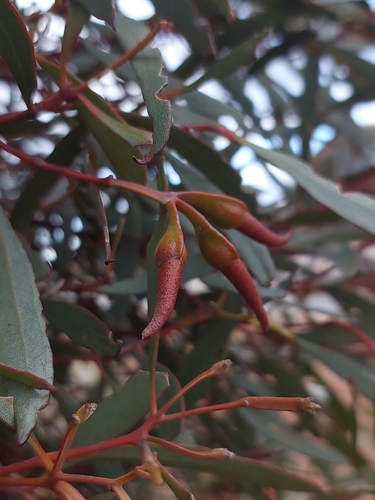 Eucalyptus goniocarpa 3