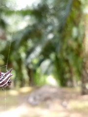 Gasteracantha doriae