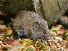 Common Vole photo 2