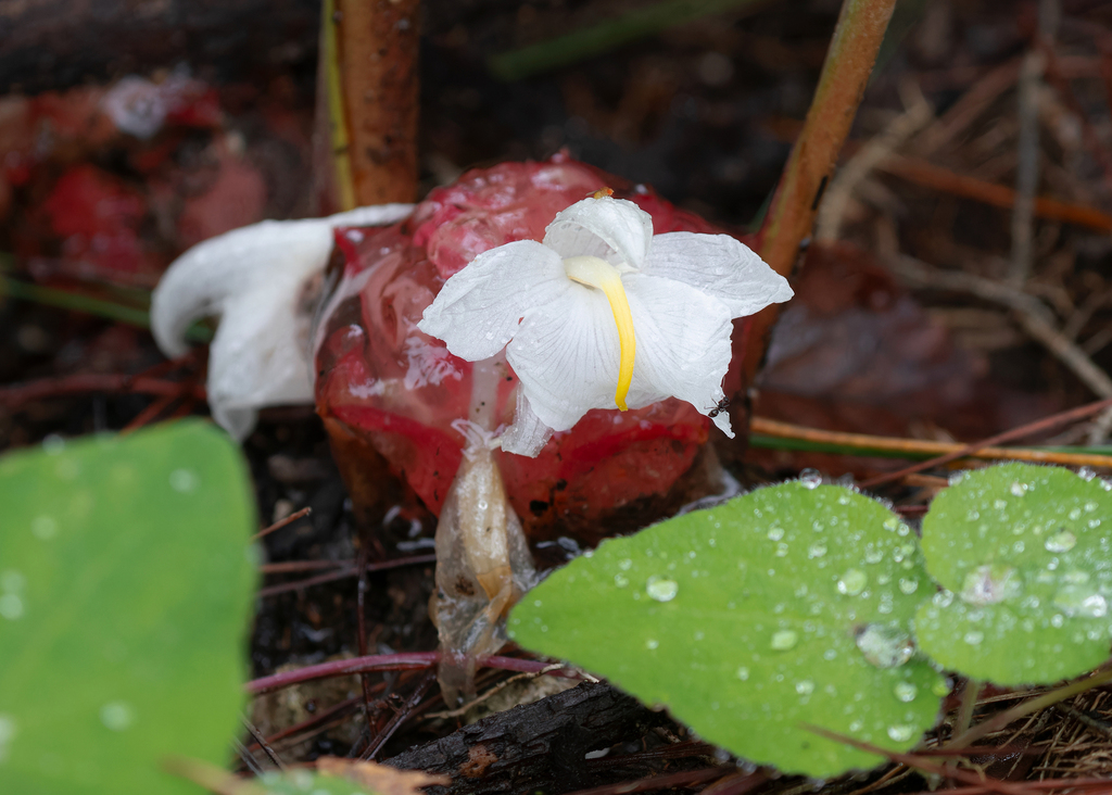 Zingiber densissimum (Zingiber densissimum)
