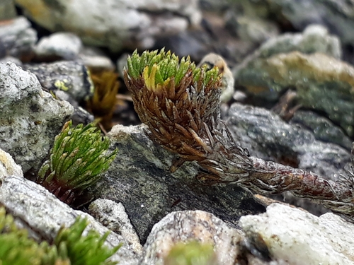 Image of Goyens Button Daisy (Leptinella goyenii) by (c) Leon Perrie, some rights reserved (CC BY)