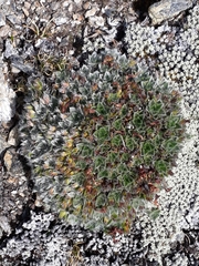 Myosotis pulvinaris