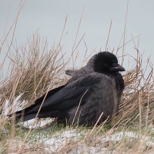 Hooded × Carrion Crow