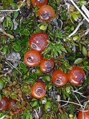 Coprosma niphophila