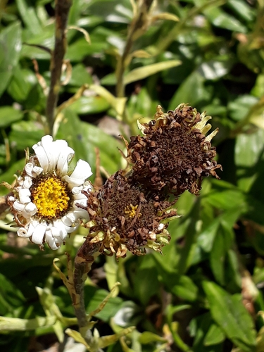 Image of Celmisia haastii by (c) Leon Perrie, some rights reserved (CC BY)