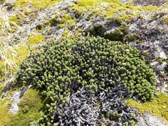 Celmisia ramulosa tuberculata