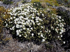 Veronica buchananii