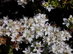 Veronica buchananii