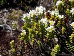 Veronica buchananii