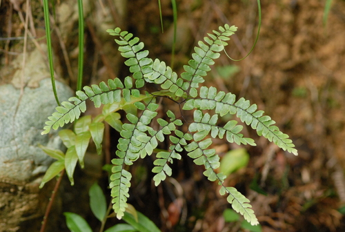 Image of Adiantum flabellulatum by (c) 潘立傑 LICHIEH_PAN, some rights reserved (CC BY)