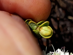 Veronica buchananii