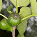 Common Fig - Photo (c) Drepanostoma, some rights reserved (CC BY-NC), uploaded by Drepanostoma