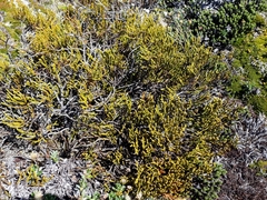 Veronica hectorii demissa