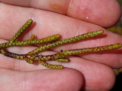 Veronica hectorii demissa