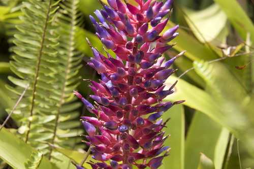 Aechmea fendleri (Aechmea fendleri)