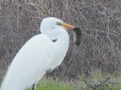 Microtus californicus