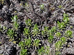 Celmisia brevifolia